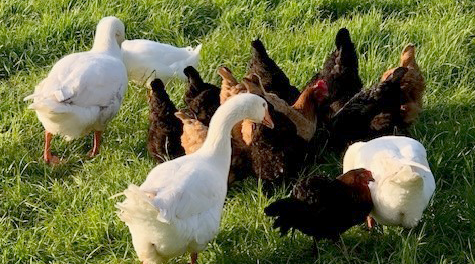 Chickens at Ted's Farm Camping in Sheriffhales Shropshire