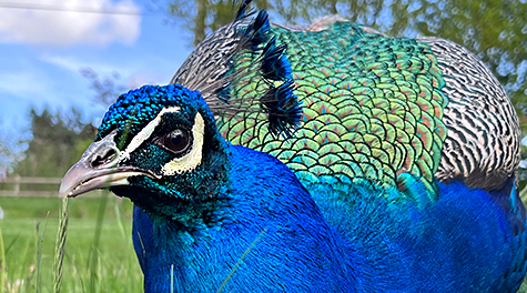 Peacock at Ted's Farm Camping in Sheriffhales, Telford Shropshire