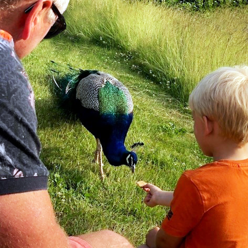 Teds Farm Camping at Sheriffhales, Shropshire