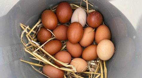 Ted's Farm Eggs at Sheriffhales, Shropshire