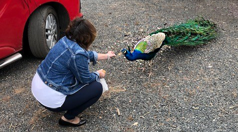 Peacock at Teds Farm Camping in Sheriffhales, Shropshire